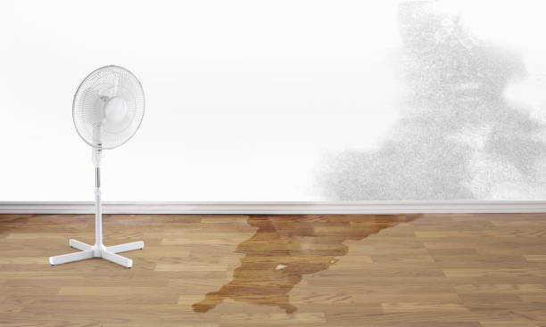 Best Water damage contractors near me  in Petal, MS