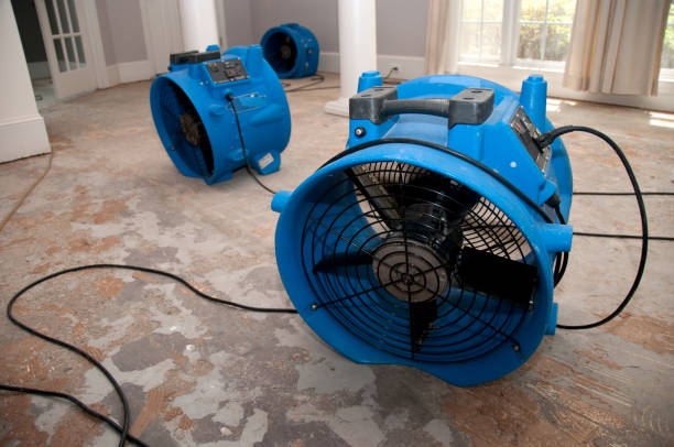 Best Water damage mitigation services  in Petal, MS